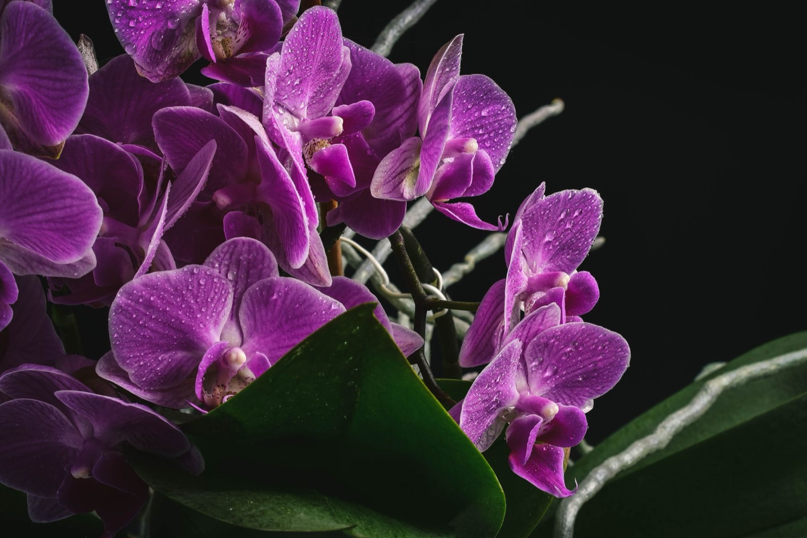 Purple orchid blooms with fine water droplets against a dark background